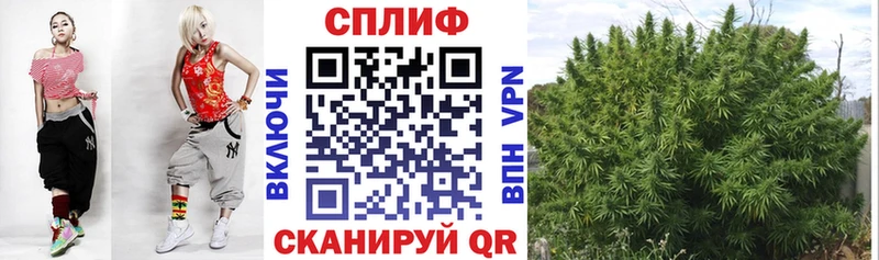 Конопля сатива  Магас 